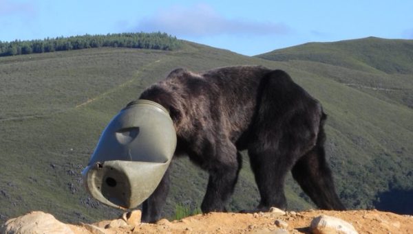 El bidón se quedó encajado en la cabeza del oso