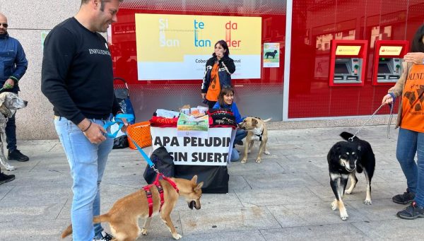 Día Mundial del Perro Adoptado. / CC