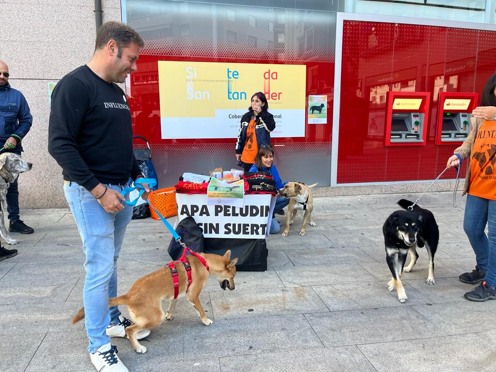 Día Mundial del Perro Adoptado. / CC