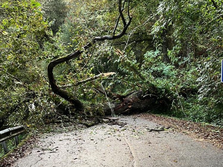 Árbol caído en la carretera que une Ruitelán y Herrerías, en el municipio de Vega de Valcarce