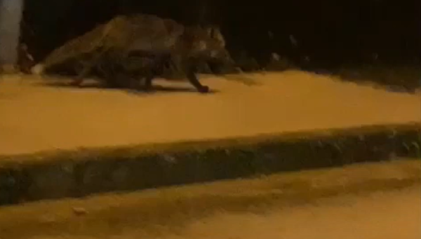 Un zorro se pasea por una acera de Campo (Ponferrada). / EBD