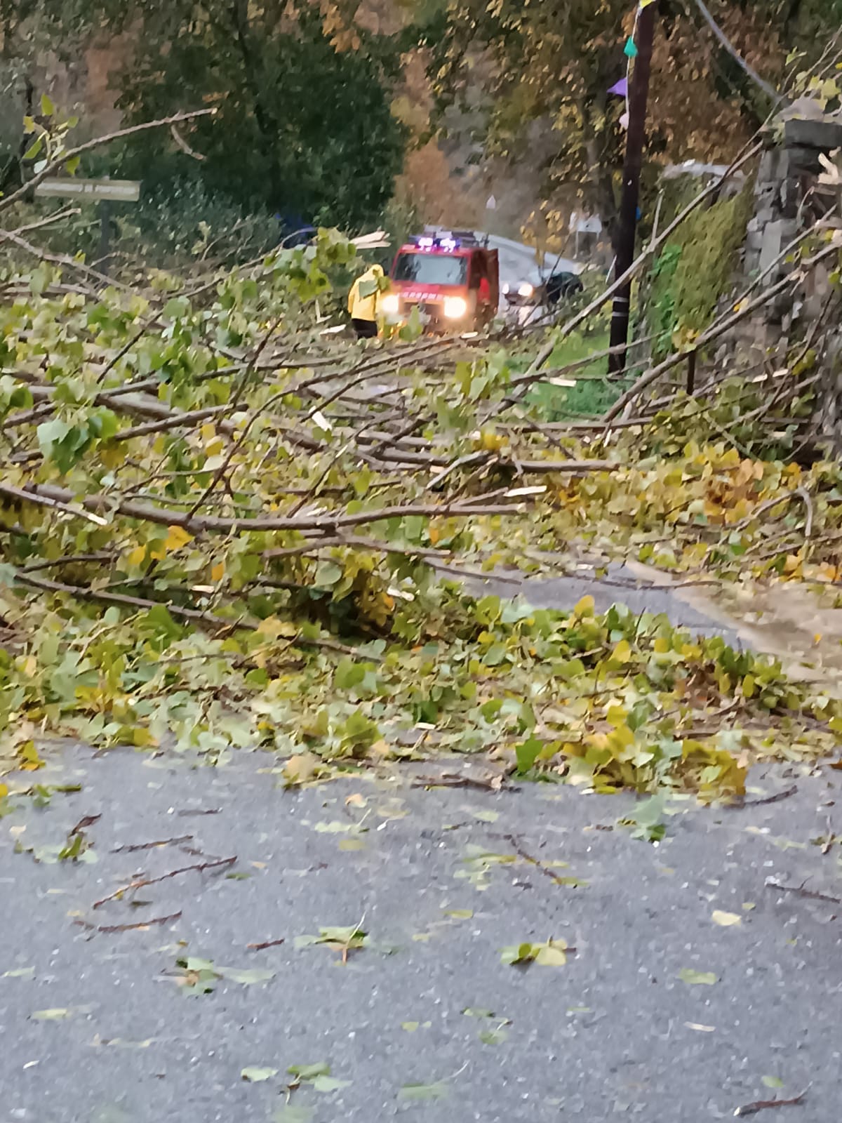 Cuatro árboles se caen a la carretera en Valdefrancos. / Ayto Ponferrada