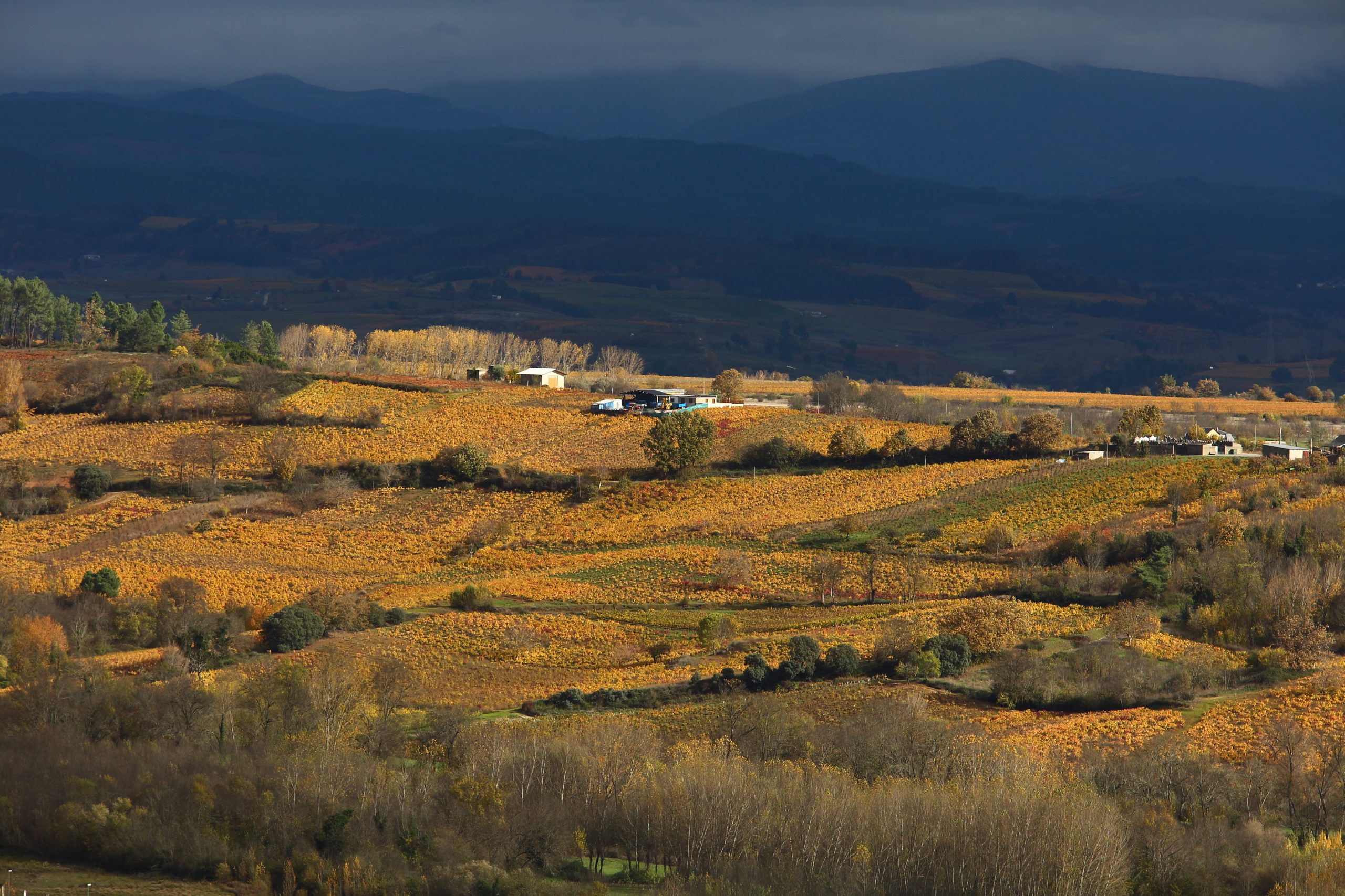 Otoño en los viñedos de la DO Bierzo