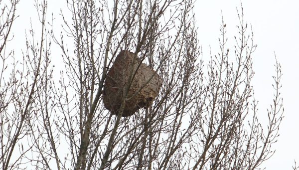 Nido de avispa velutina en la orilla del río Sil a su paso por Ponferrada