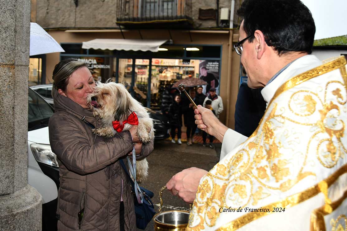 Bendición de los animales en Cacabelos en el día de San Antón