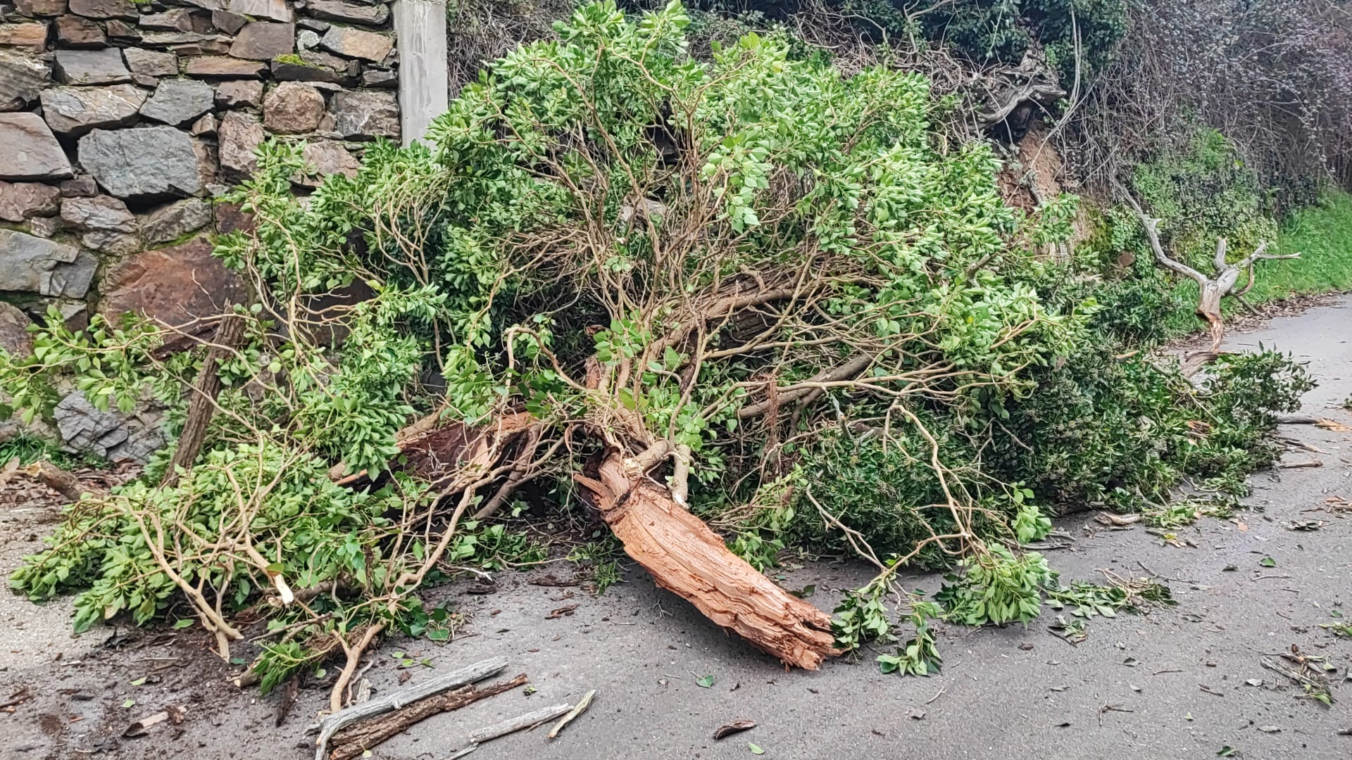 Un árbol cae y corta el paso en la calle principal de Valdecañada