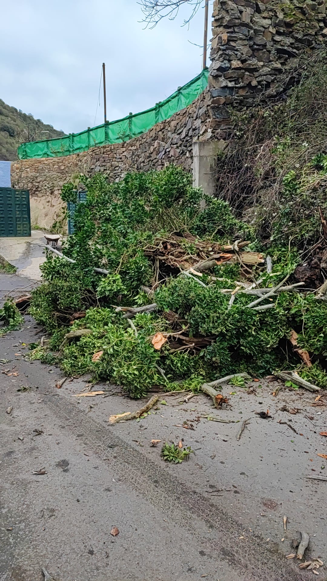 Un árbol caído corta la calle principal de Valdecañada