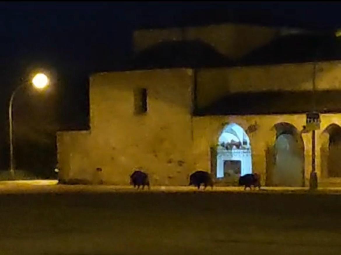 Varios jabalís se pasean por el albergue de peregrinos de Ponferrada