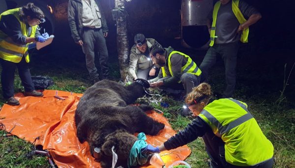 Radiomarcaje de ejemplares de oso pardo en Castilla y León.