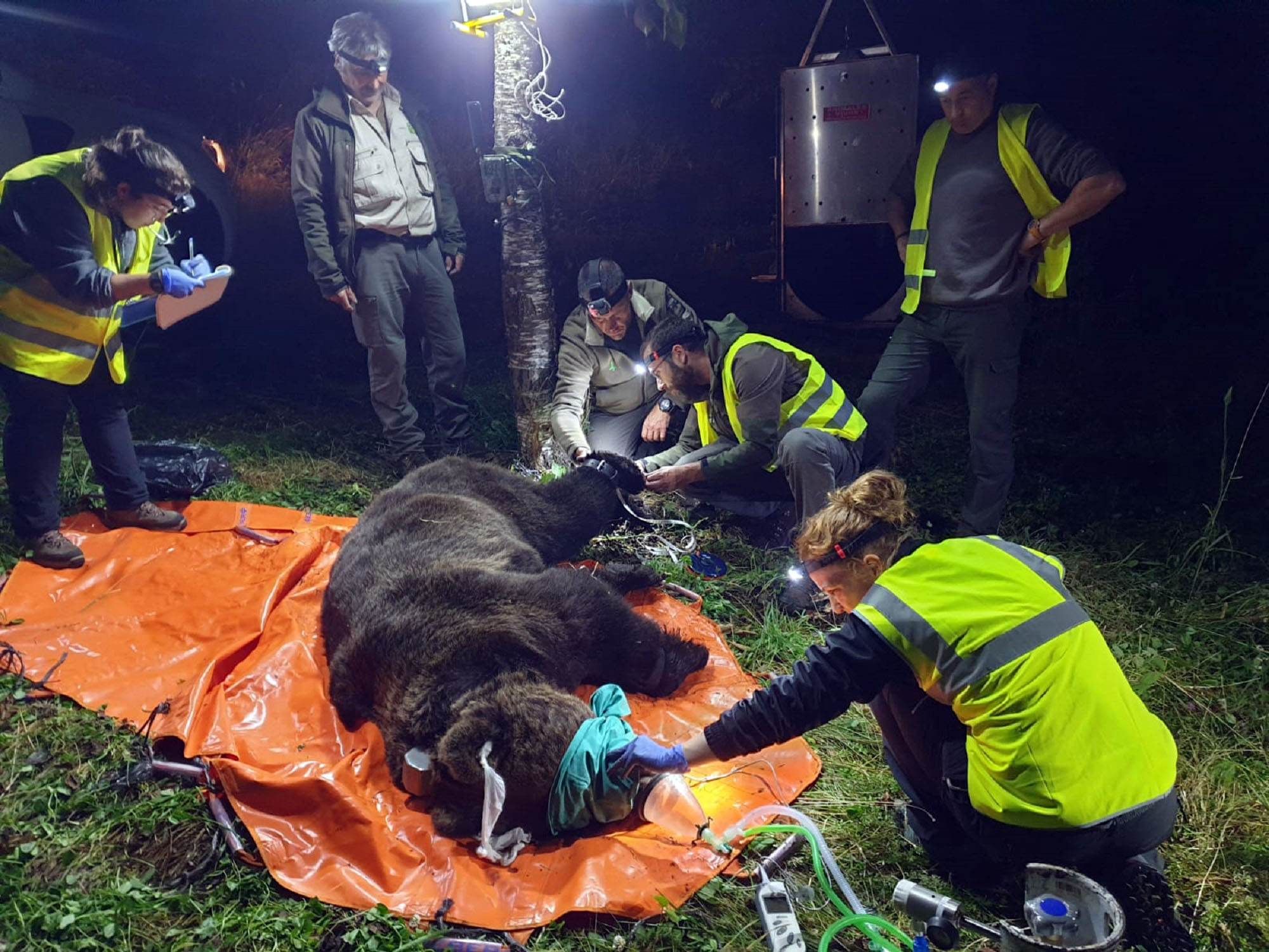 Radiomarcaje de ejemplares de oso pardo en Castilla y León.