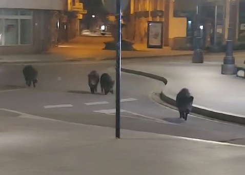 Un grupo de jabalís en la plaza de Lazúrtegui de Ponferrada