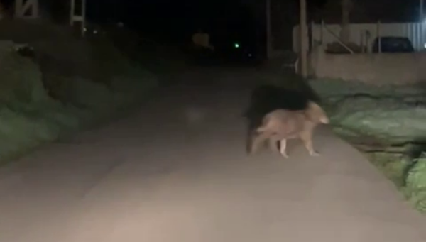 Un lobo en el barrio de La Placa, en Ponferrada