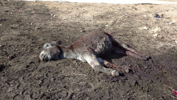 Animal muerto por ataque de lobo en Ávila.