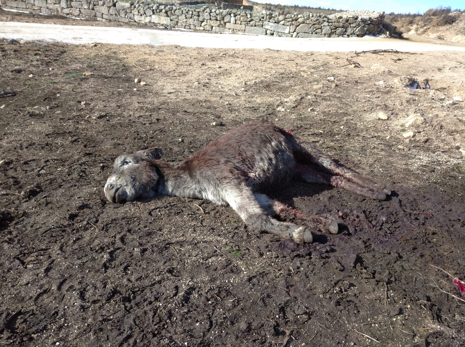 Animal muerto por ataque de lobo en Ávila.