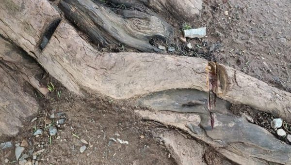 Daños producidos a las raíces del tejo milenario de San Cristóbal de Valdueza.