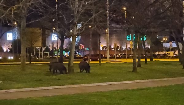 Jabalís en La Rosaleda