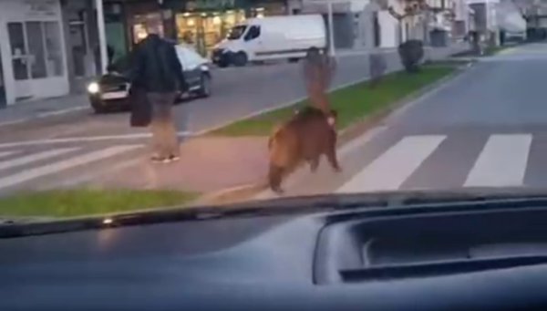 Jabalí en la zona alta de Ponferrada