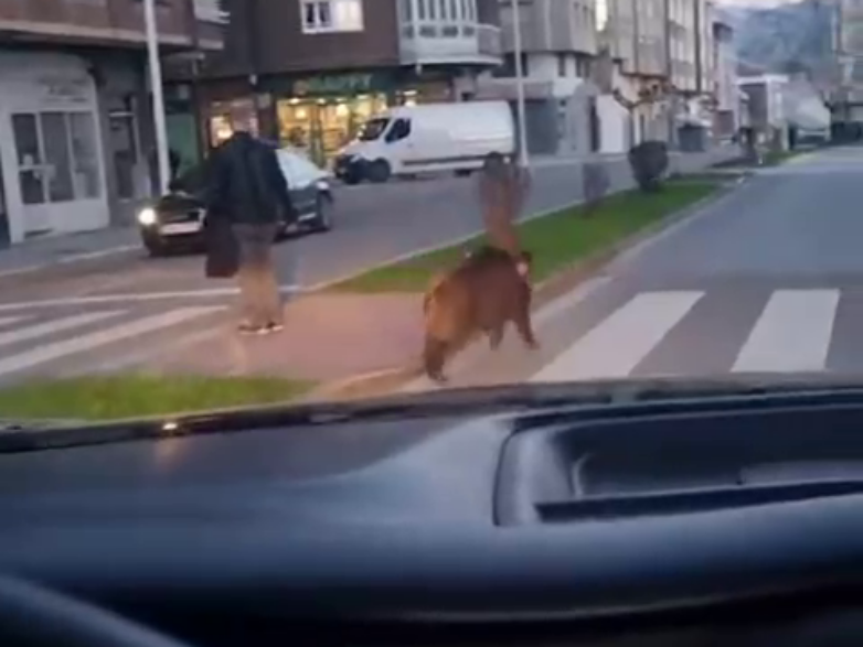 Jabalí en la zona alta de Ponferrada