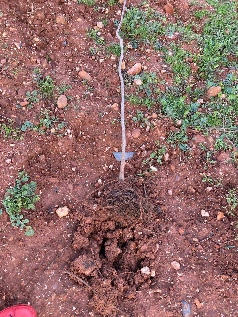 Arrancan varios árboles recién plantados en el Bosque Didáctico de Prada