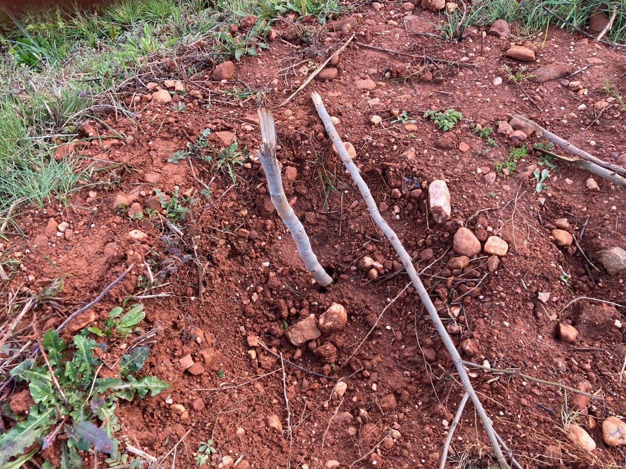 Arrancan varios árboles recién plantados en el Bosque Didáctico de Prada