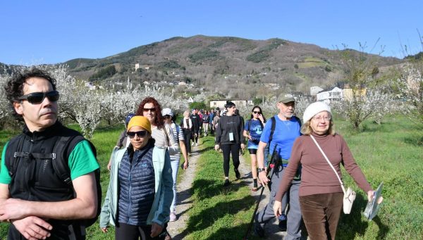 Ruta de los Cerezos en Flor 2024