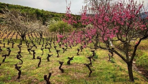 Viñedo viejo en el Bierzo