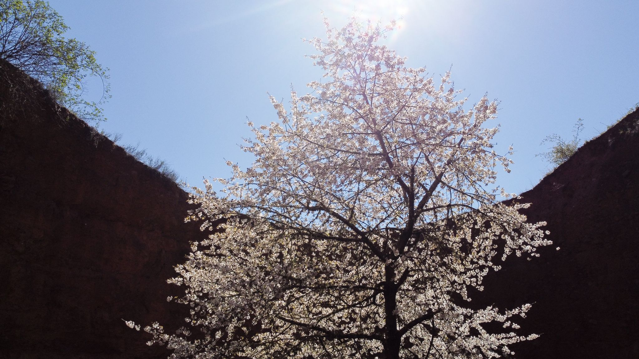 Cerezo en flor en el fondo de un pozo en Onamio