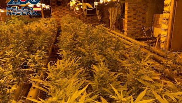 La Policía Nacional detiene a una pareja que cultivaba más de 700 plantas de marihuana en un chalet de Ponferrada