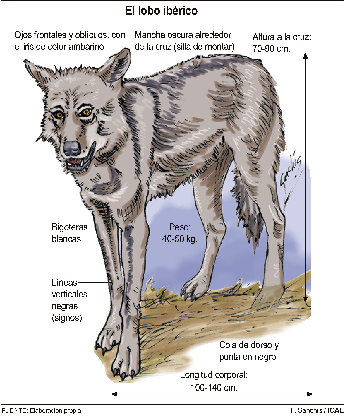 Gráfico lobo ibérico