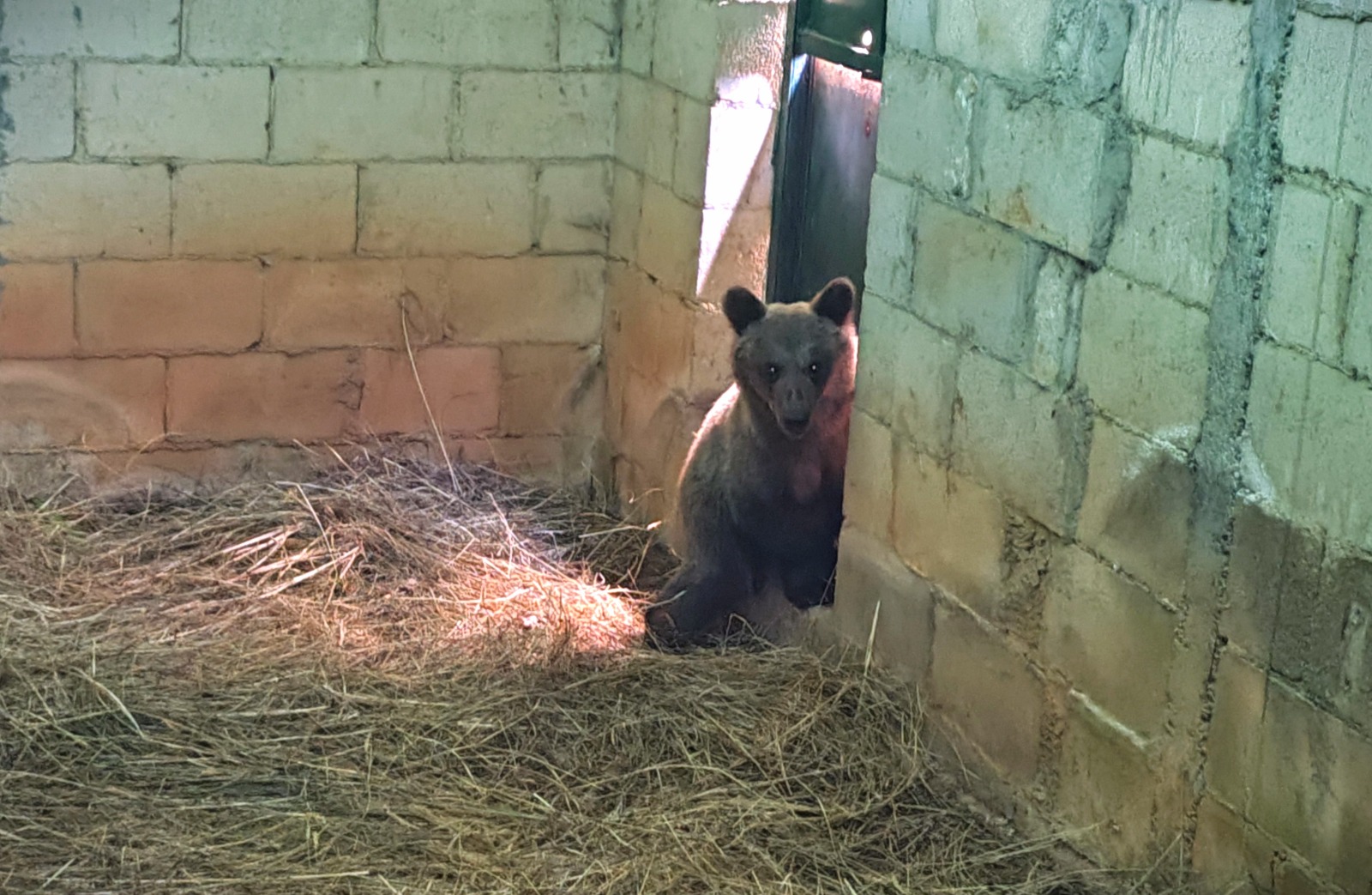 La osezna Cova, trasladada al recinto de aclimatación de osos pardos de la finca de Valsemana, en León, para avanzar hacia su reintroducción en el medio natural