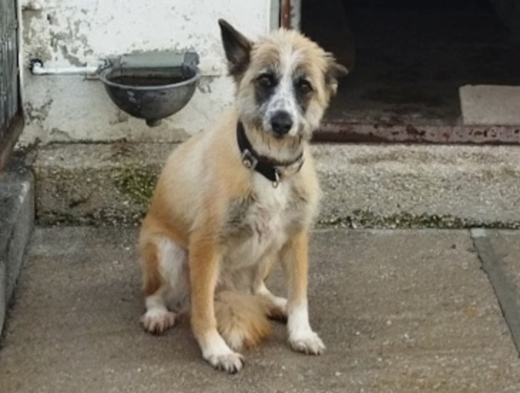 Lisa es una de las perras disponibles para adoptar en el albergue canino de Ponferrada