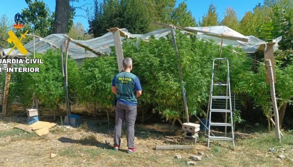 Plantación de marihuana en Bembibre. / GC