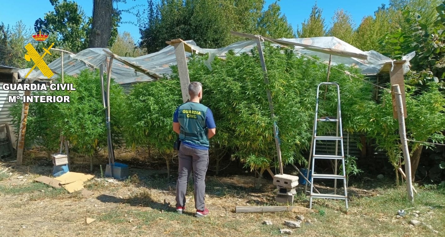 Plantación de marihuana en Bembibre. / GC