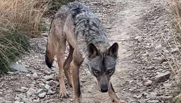 Lobo en el Camino de Santiago