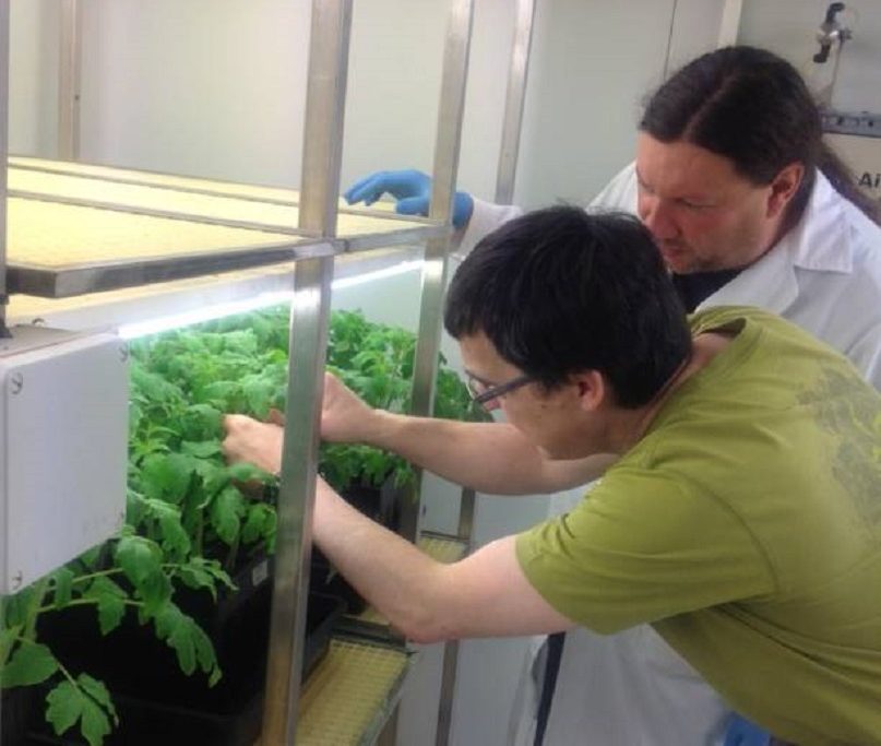 Investigadores del Campus de Ponferrada identifican un gen clave para evitar daños en cultivos agrícolas