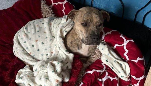 El caso urgente de Haruki: un pitbull que busca un hogar definitivo tras enfermar la señora que lo tenía en acogida