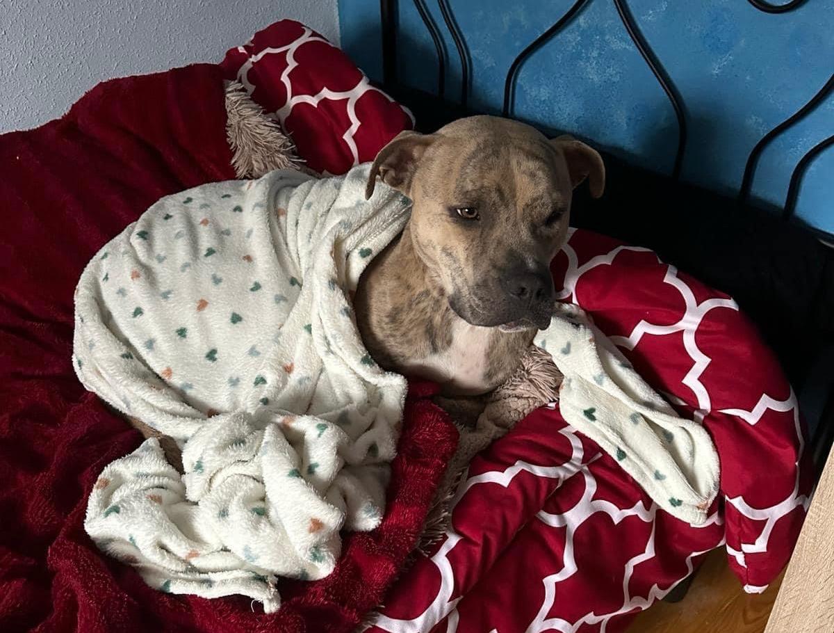 El caso urgente de Haruki: un pitbull que busca un hogar definitivo tras enfermar la señora que lo tenía en acogida