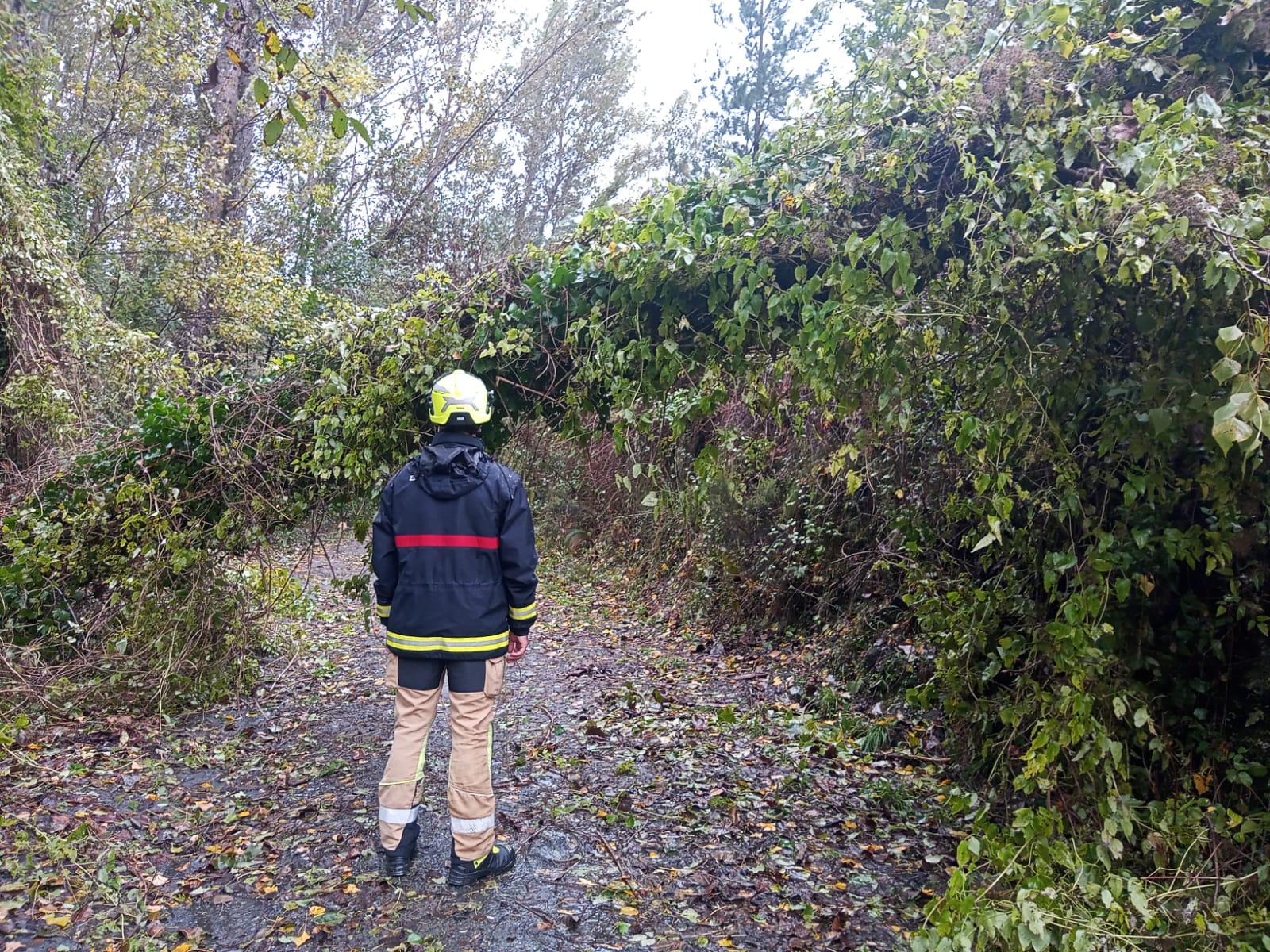 Chopos caídos en San Adrián de Valdueza. 