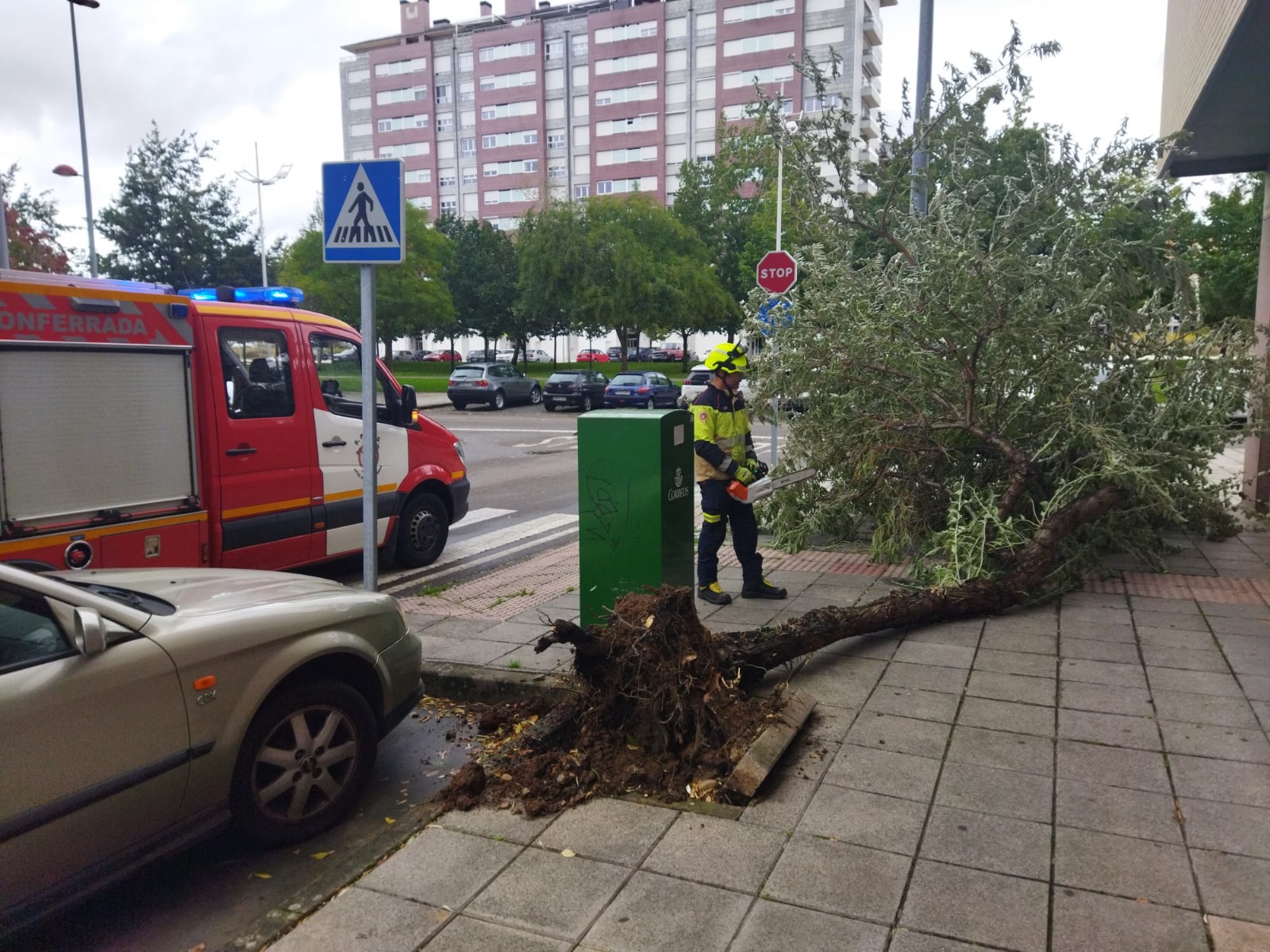 Árbol caído en el Bulevar Juan Carlos I de Ponferrada. / Bomberos de Ponferrada 