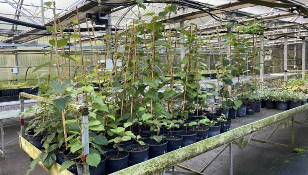 Plantas cedidas por Ciuden Vivero al Ayuntamiento de Sancedo