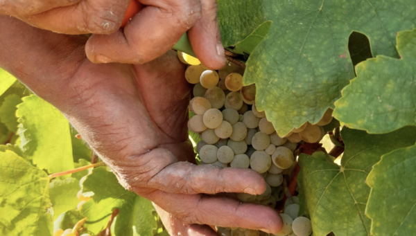 Uva godello. / DO Bierzo