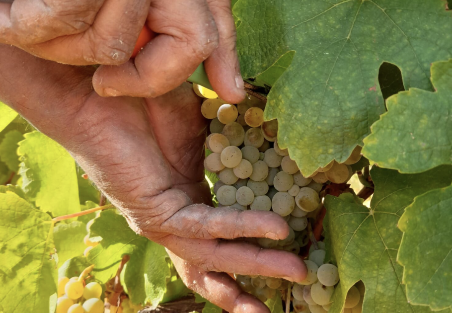 Uva godello. / DO Bierzo