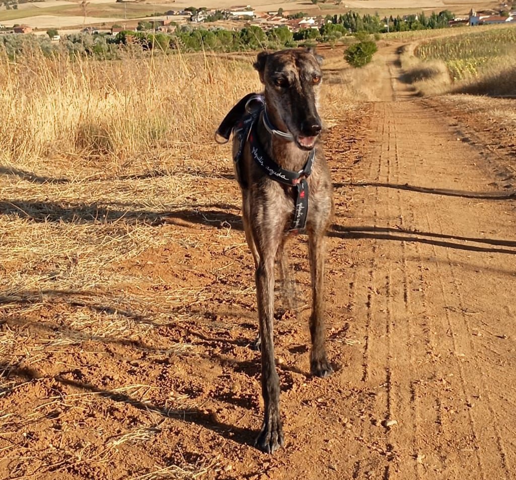 Galgo perdido en el entorno del Lago de Carucedo