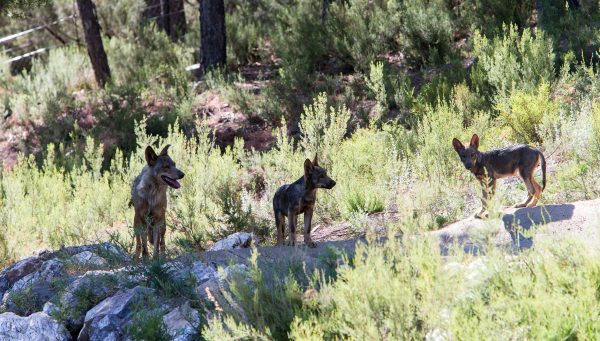 Ejemplares de lobo en el Centro del Lobo Ibérico de Castilla y León