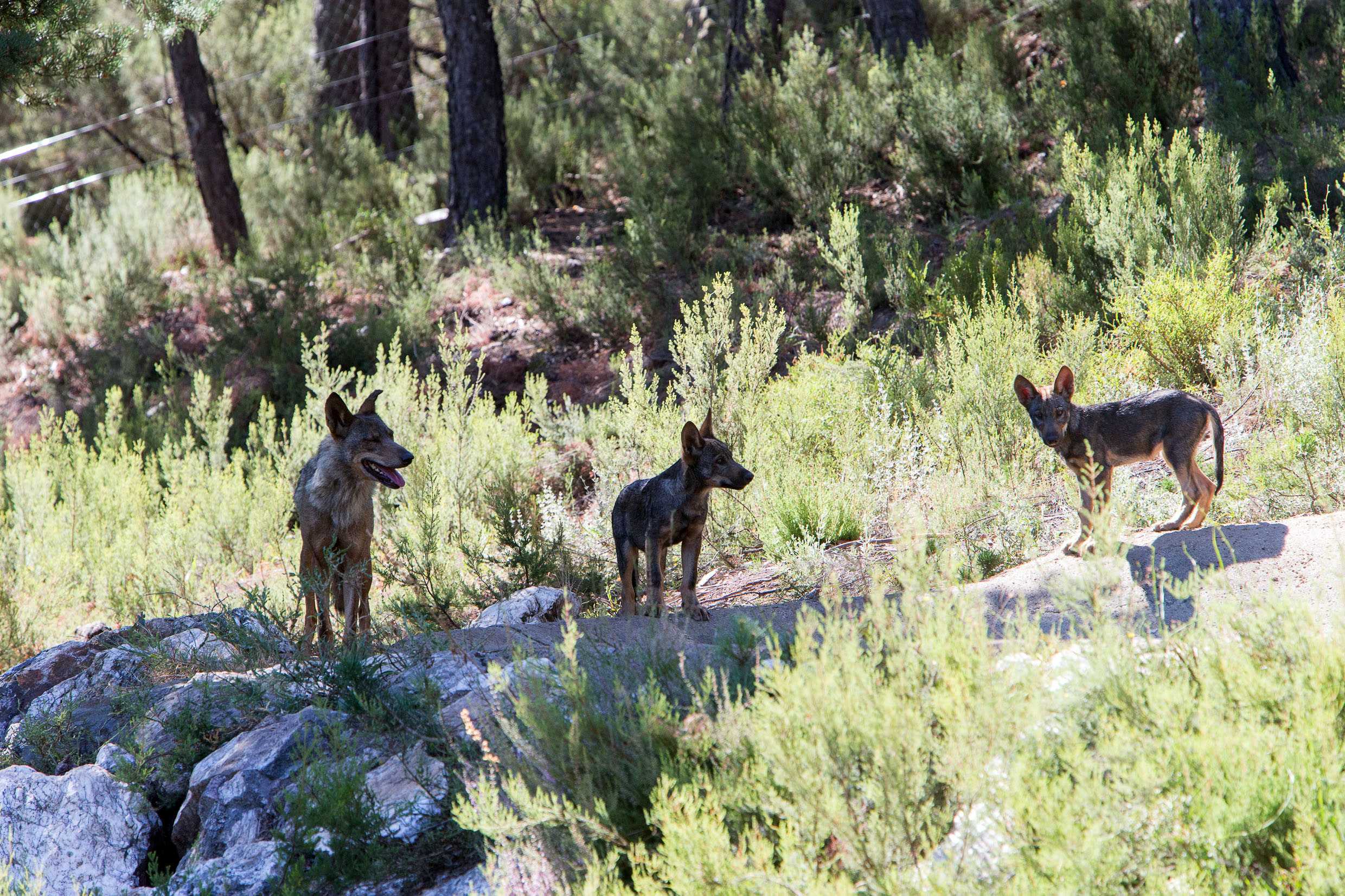 Ejemplares de lobo en el Centro del Lobo Ibérico de Castilla y León